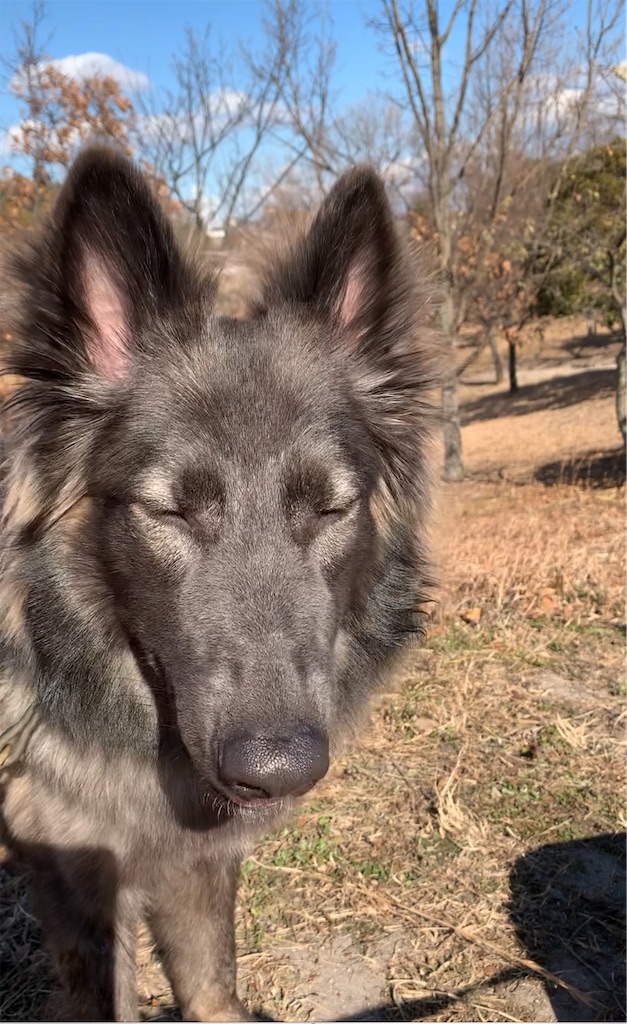 f:id:Lien0927:20210110013215j:image