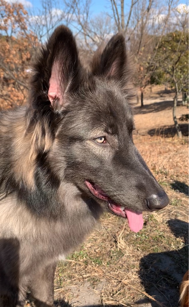 f:id:Lien0927:20210110013223j:image