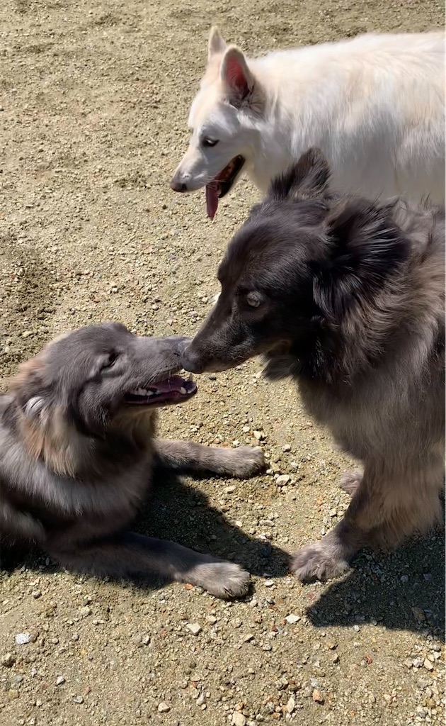 f:id:Lien0927:20230430080901j:image