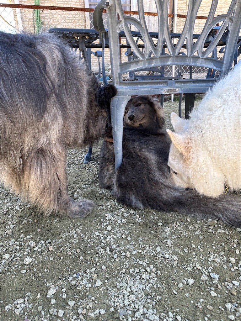 f:id:Lien0927:20230430080912j:image