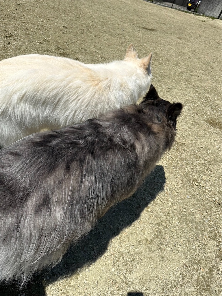 f:id:Lien0927:20230430082009j:image