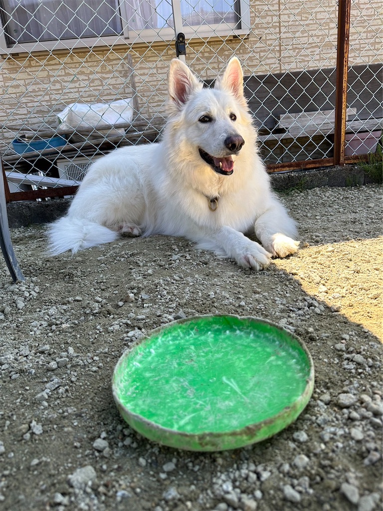 f:id:Lien0927:20230430082026j:image