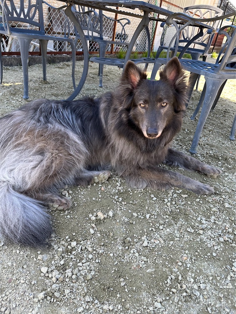 f:id:Lien0927:20230430082029j:image