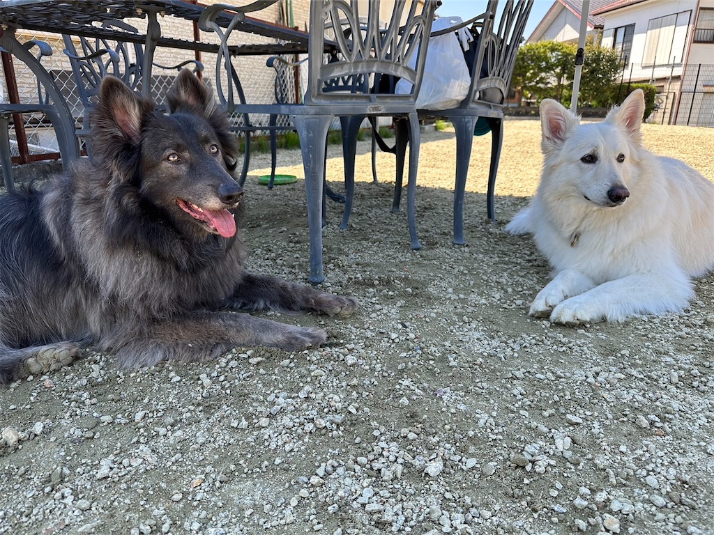 f:id:Lien0927:20230430082032j:image