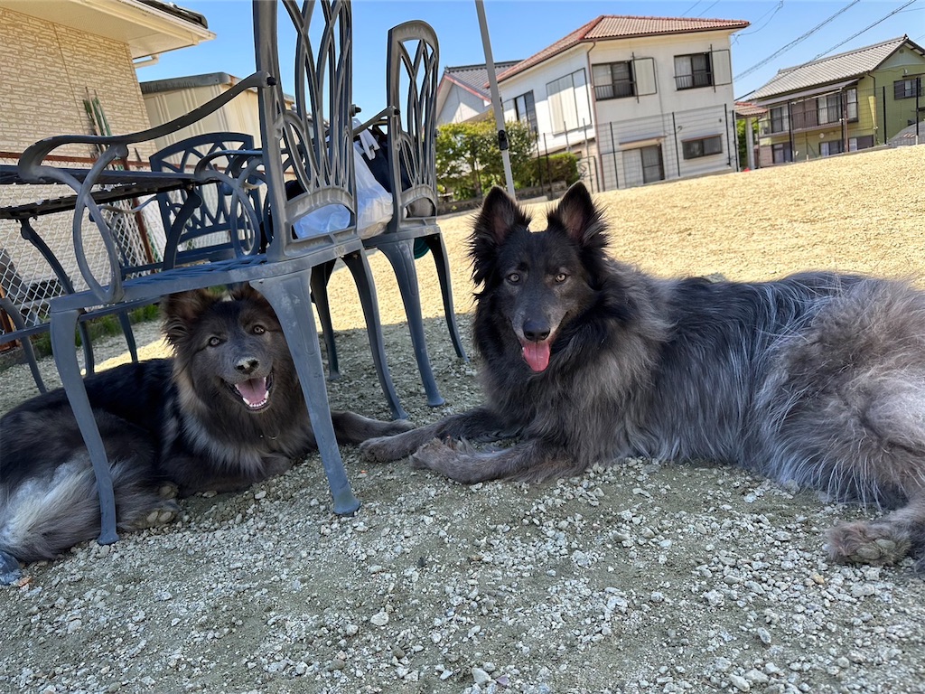 f:id:Lien0927:20230430082252j:image