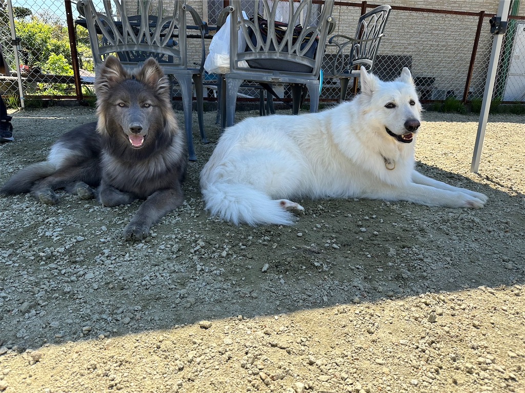 f:id:Lien0927:20230430082258j:image