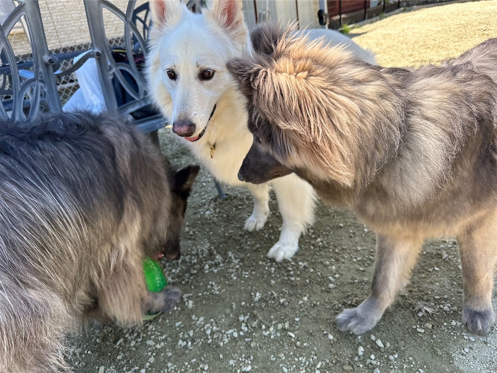 f:id:Lien0927:20230430082408j:image