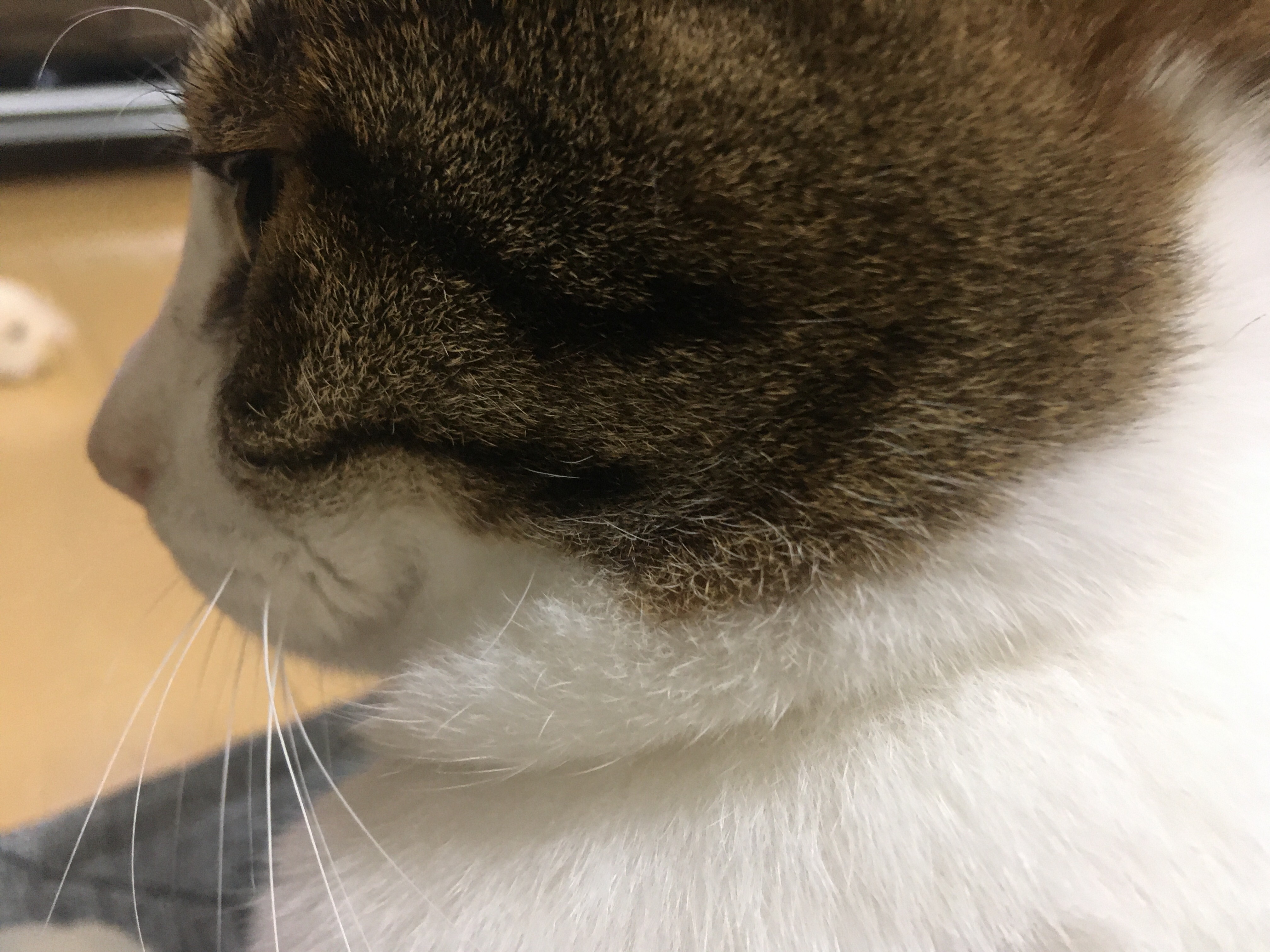 f:id:Lietome:20200623192122j:image f:id:Lietome:20200623192122j:image