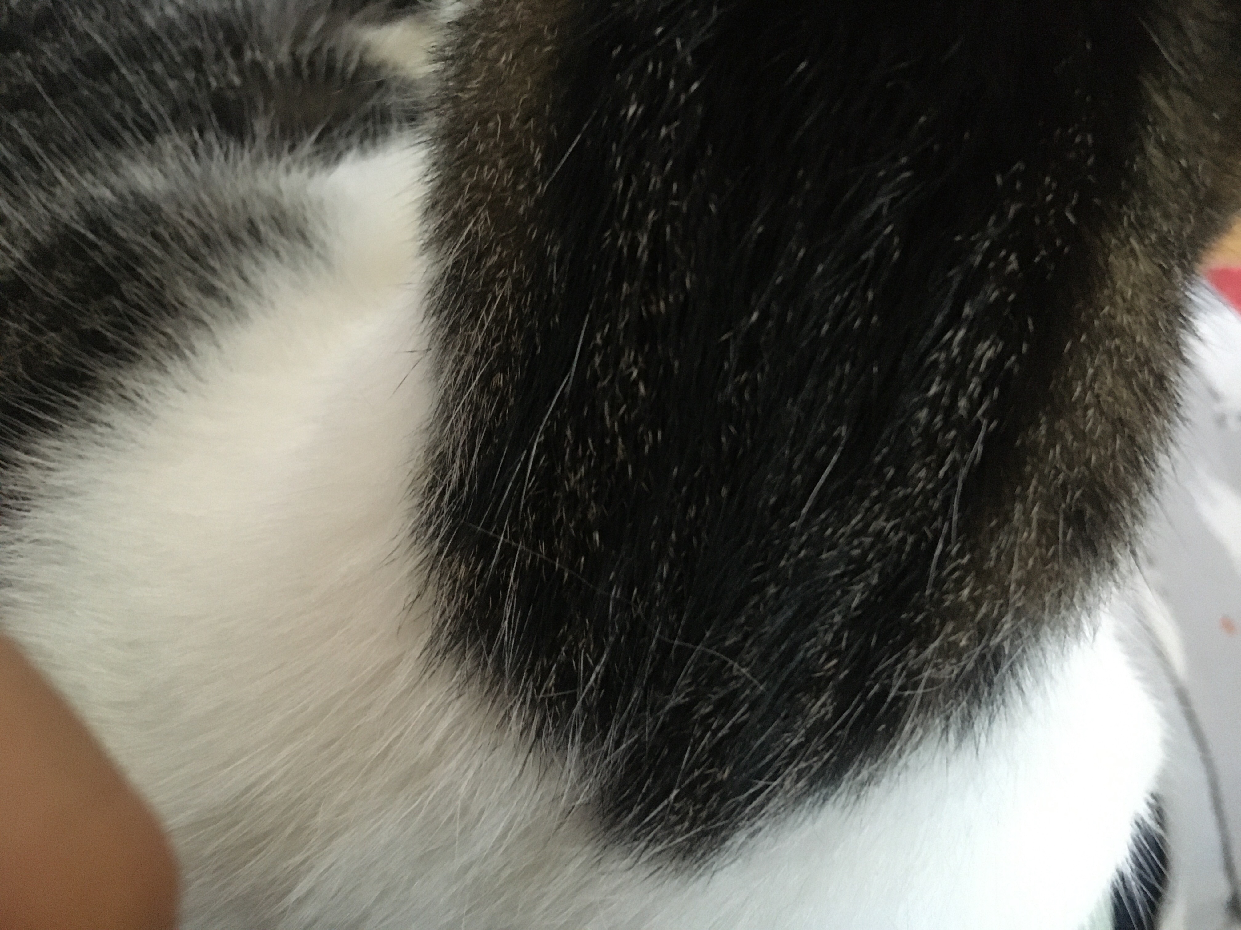 f:id:Lietome:20200623192152j:image f:id:Lietome:20200623192152j:image