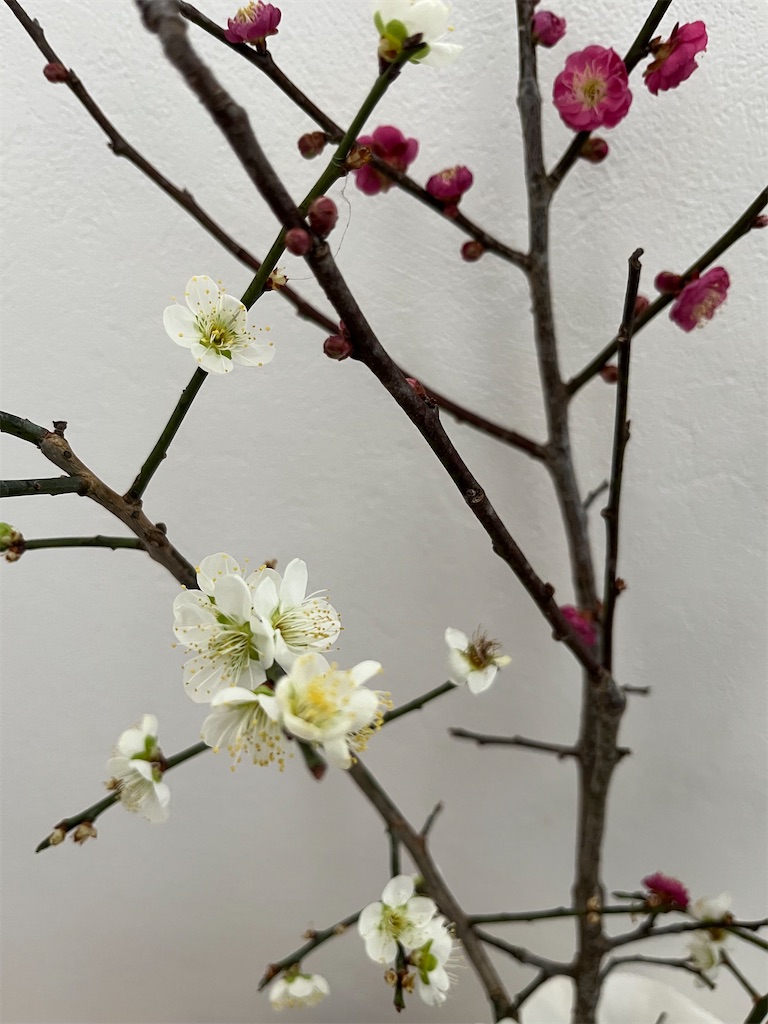 f:id:LifeYouth:20260205055437j:image