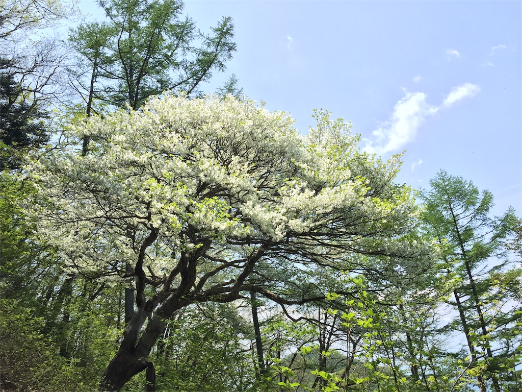 f:id:Life_Takayama:20160515204026j:image f:id:Life_Takayama:20160515204026j:image