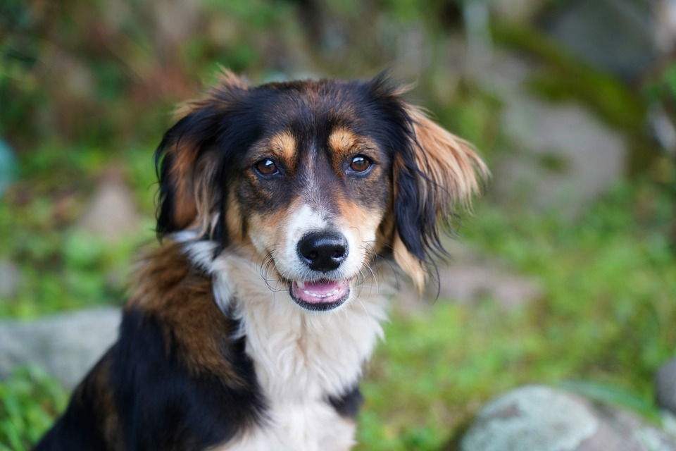 ブリリアントパッド smar犬 自動 トイレ(自動トイレの専用 ブリリアントパッド smar犬 自動 トイレ(自動トイレの専用