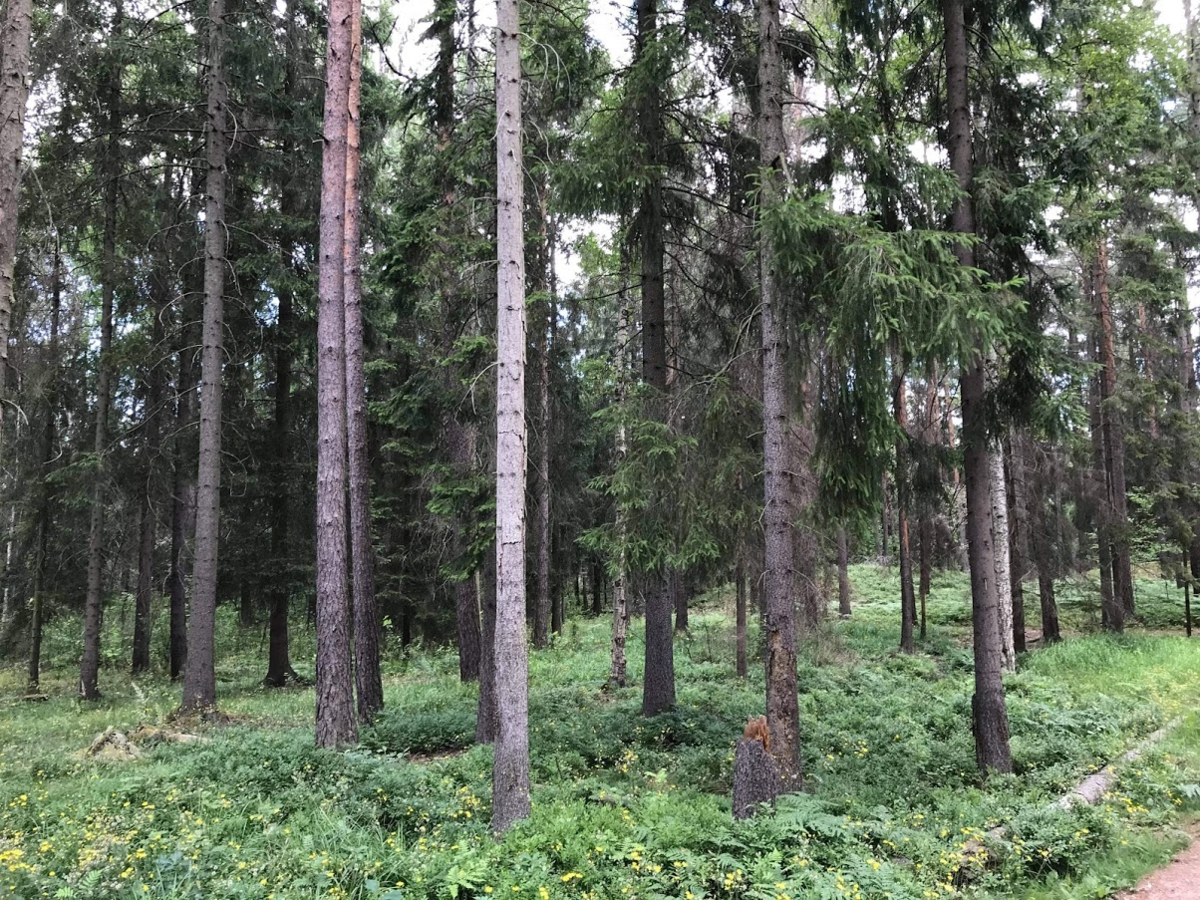 f:id:Lifeinsweden:20210711140825p:plain