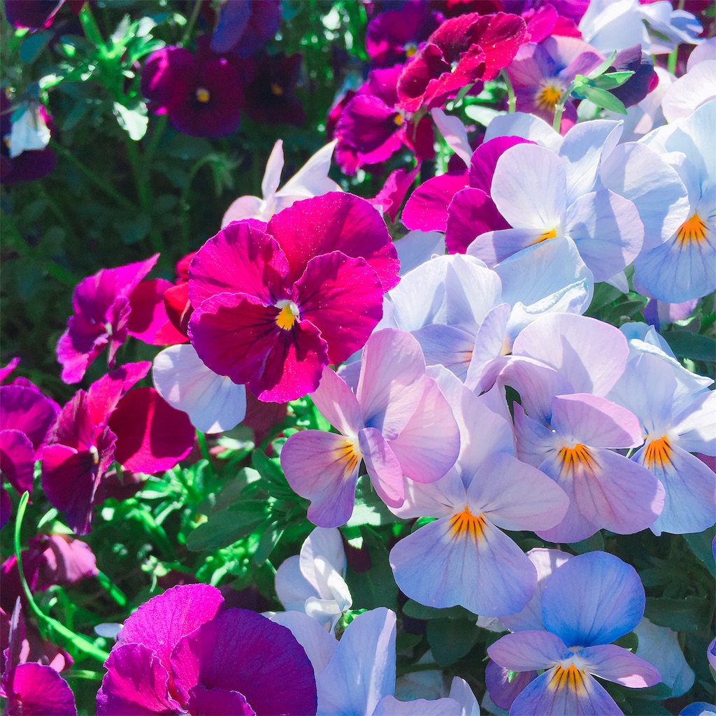 f:id:Liiliya:20190417001621j:image