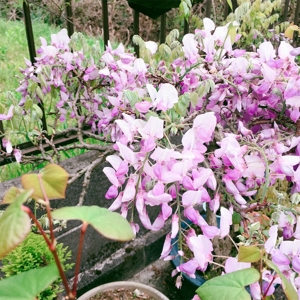 f:id:Liiliya:20190424222834j:image