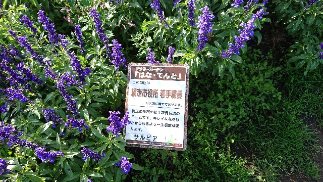 f:id:LikeABird:20190919201905j:image