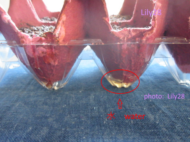 f:id:Lily28:20200804193632j:plain