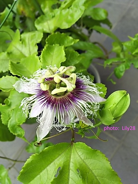 f:id:Lily28:20201001222542j:plain