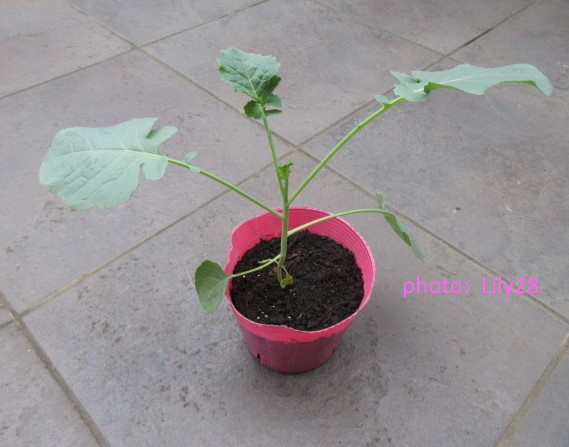 f:id:Lily28:20201012140145j:plain