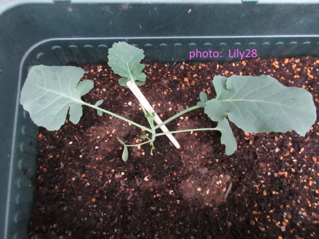 f:id:Lily28:20201012140510j:plain