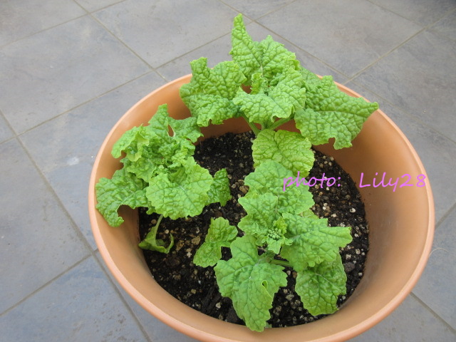 f:id:Lily28:20210124225544j:plain