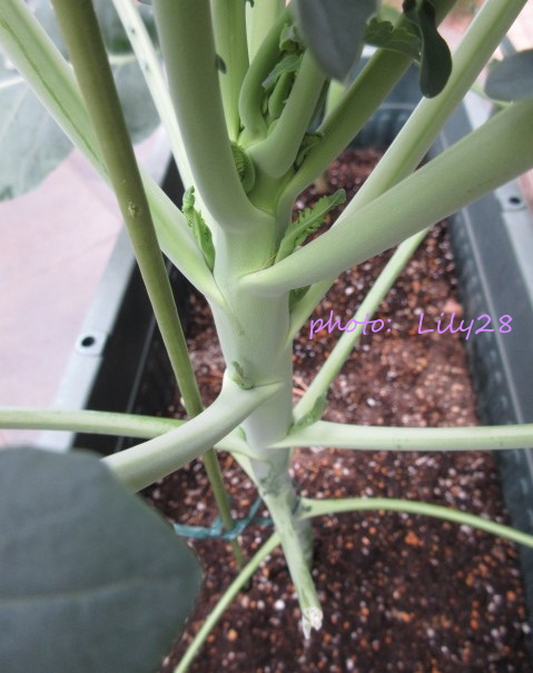 f:id:Lily28:20210130131041j:plain