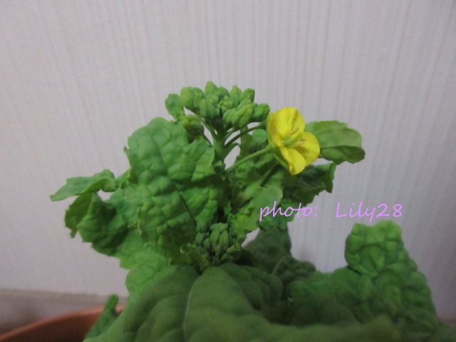 f:id:Lily28:20210211235435j:plain