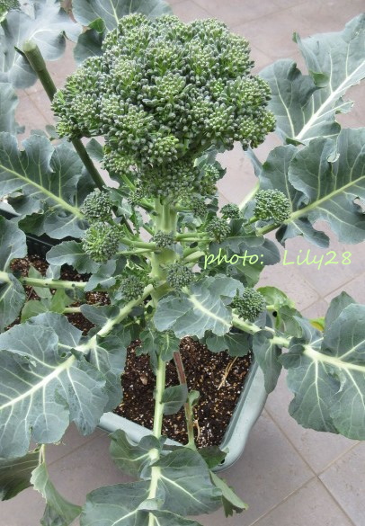 f:id:Lily28:20210314205619j:plain