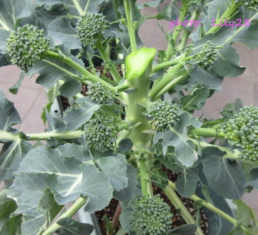 f:id:Lily28:20210314205718j:plain