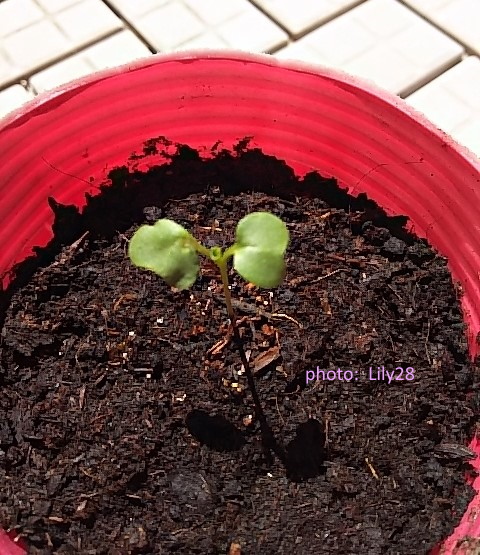 f:id:Lily28:20210314205826j:plain