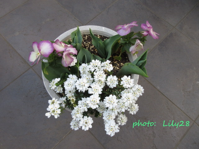 f:id:Lily28:20210317233314j:plain