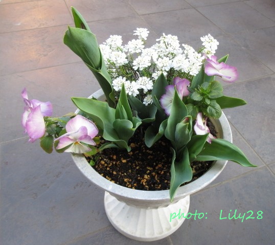 f:id:Lily28:20210317233756j:plain