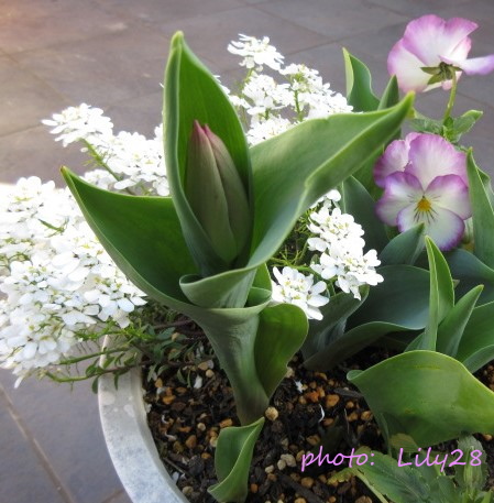 f:id:Lily28:20210317233843j:plain