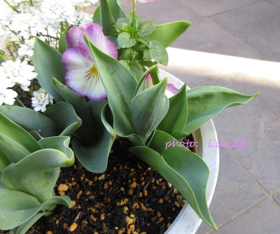 f:id:Lily28:20210317233858j:plain