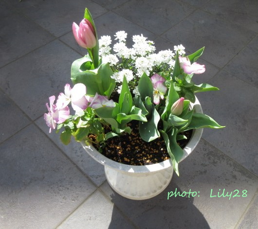 f:id:Lily28:20210317234305j:plain