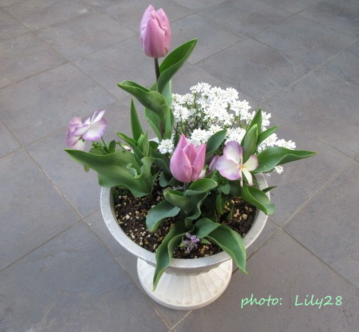 チューリップの寄せ植え 🌷 開花 第2弾～第3弾 🌷 - 花も団子も