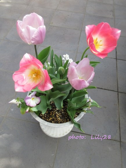 チューリップの寄せ植え 🌷 開花 第2弾～第3弾 🌷 - 花も団子も