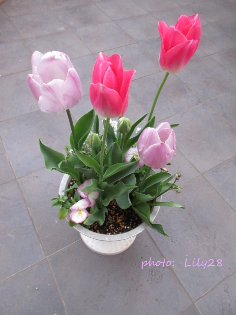 チューリップの寄せ植え 🌷 開花 第2弾～第3弾 🌷 - 花も団子も