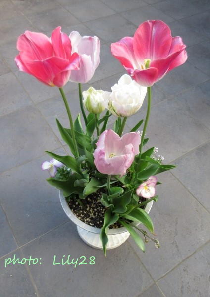 チューリップの花 チューリップの寄せ植え 🌷 開花第4弾 🌷 最終章 - 花も団子も