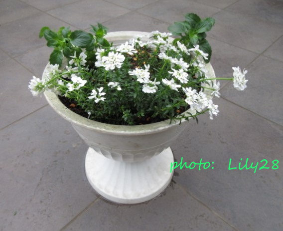 f:id:Lily28:20210411110912j:plain