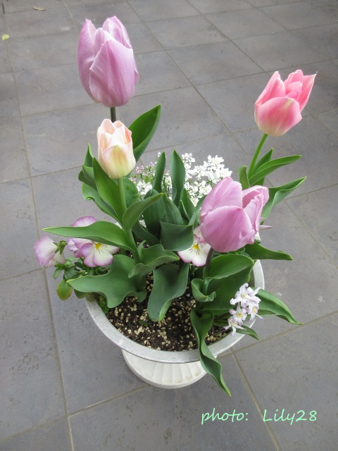 f:id:Lily28:20210411111514j:plain