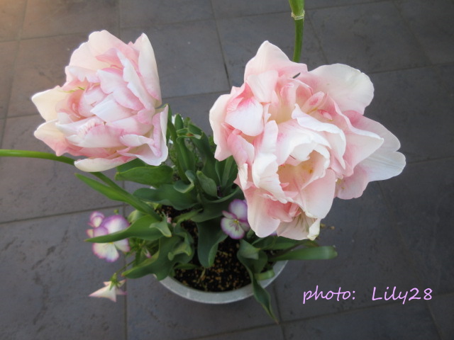 f:id:Lily28:20210411112543j:plain