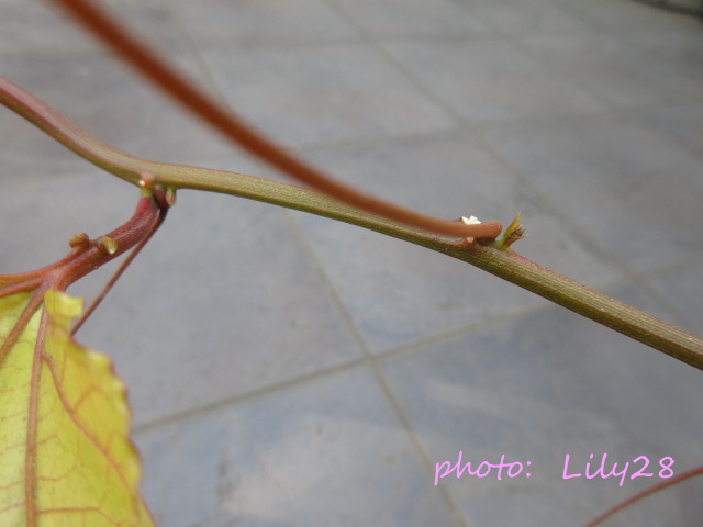 f:id:Lily28:20210509180037j:plain