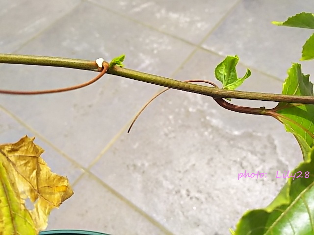 f:id:Lily28:20210509180430j:plain