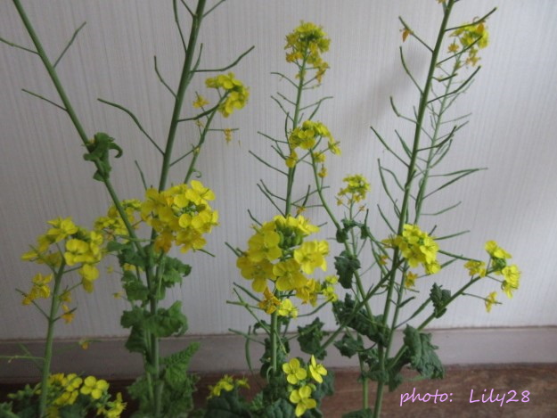 菜の花 種の採取 種の取り方 花も団子も Bread And The Songs Of Birds