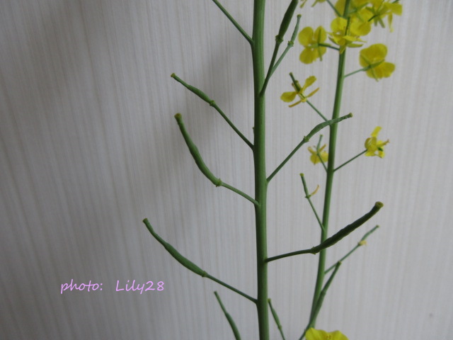 菜の花 種の採取 種の取り方 花も団子も Bread And The Songs Of Birds