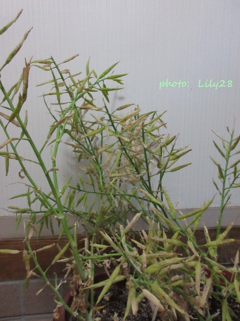 菜の花 種の採取 種の取り方 花も団子も Bread And The Songs Of Birds 菜の花 種の採取 種の取り方 花も団子も Bread And The Songs Of Birds