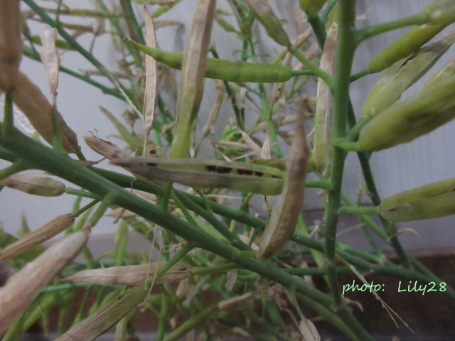 菜の花 種の採取 種の取り方 花も団子も Bread And The Songs Of Birds