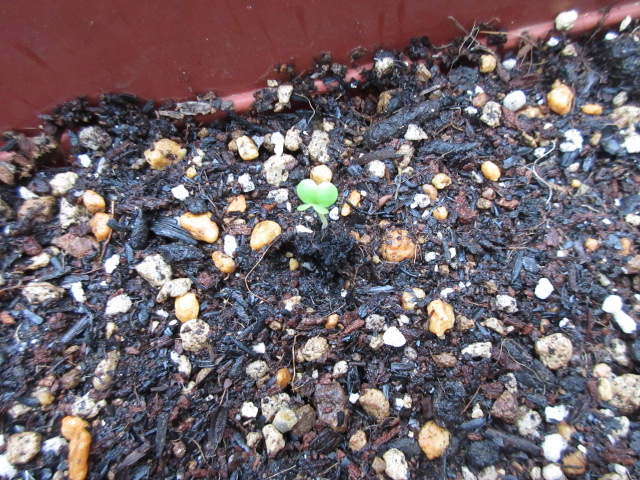 f:id:Lily28:20210530174513j:plain