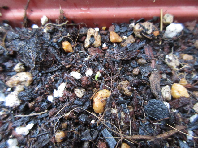 f:id:Lily28:20210530174550j:plain